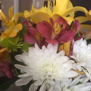 Meet your Posher, Daisy